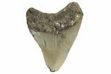 Fossil Megalodon Tooth - North Carolina #190783-1